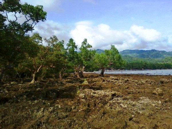 bonawon mangrove area