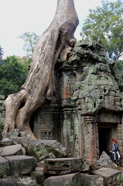 Roots growing on ta prohm