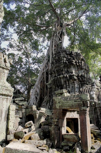 Roots sprawling in Ta Prohm