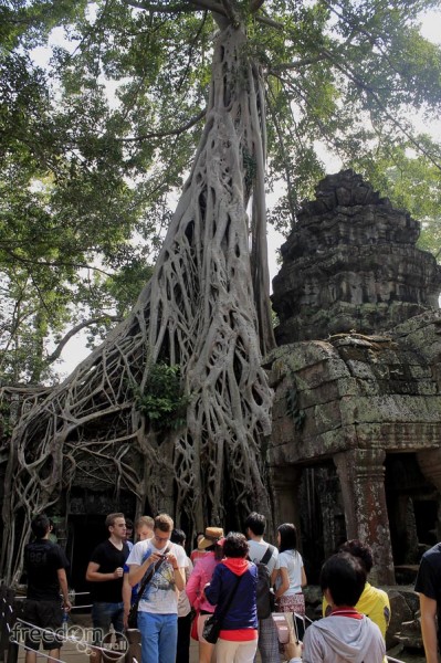 Roots of Stranger Fig growing at Ta Prohm