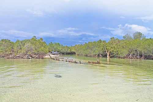 Alibijaban mangrove area