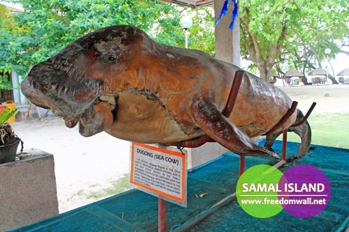 A preserved sea cow displayed at Kaputian Beach Resort, Samal Island