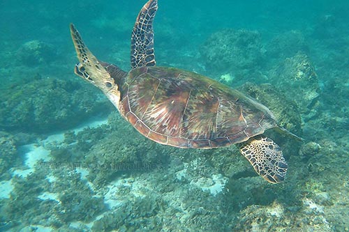 Turtles regularly swim around the waters of Panagsama Beach in Moalboal