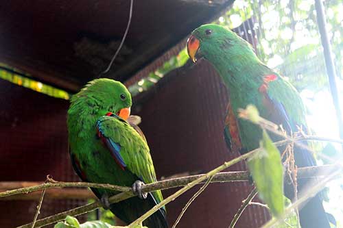 Punta Ballo Parrot Farm's love birds