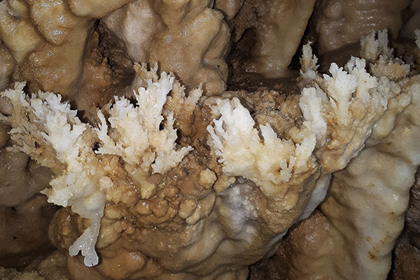 Coral-shaped speleothems is abundant in both Langun and Gobingob Caves