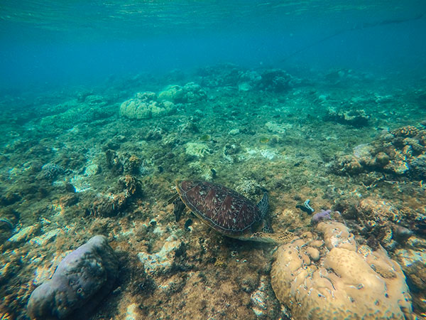 Swim with the turtles in Apo Island