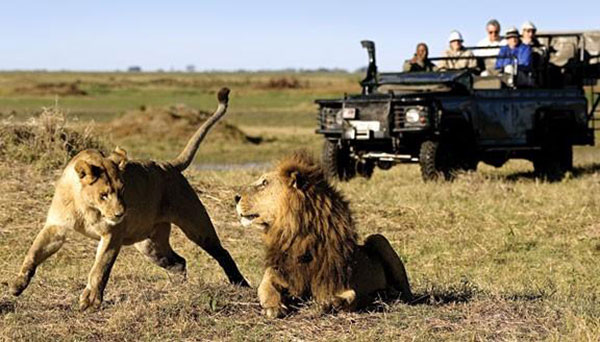 African wild life safari